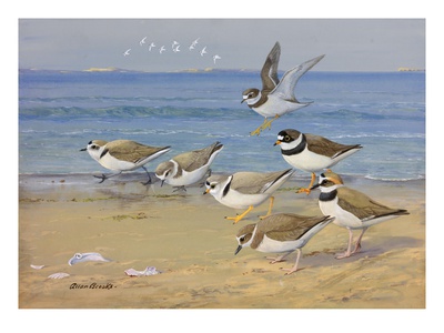 A Painting Of Four Different Species Of Plovers by Allan Brooks Pricing Limited Edition Print image