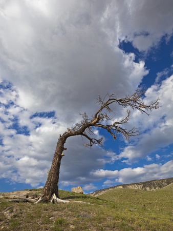 Usa Wyoming Yellowstone National Park Dead Tree In Landscape by Fotofeeling Pricing Limited Edition Print image