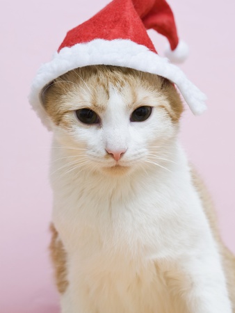 A Cat Wearing A Santa Hat by Lena Clara Pricing Limited Edition Print image