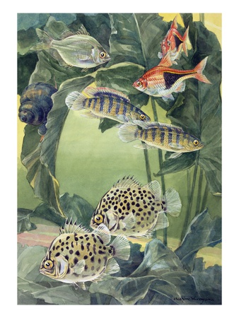 A Variety Of Scats Swim Among Each Other. by National Geographic Society Pricing Limited Edition Print image