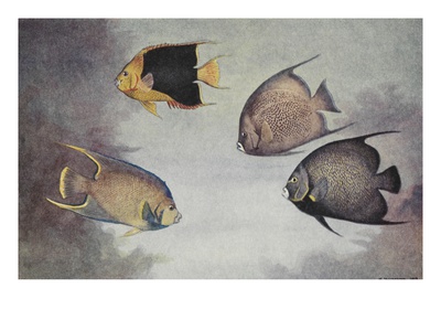 A Painting Of Several Different Species Of Angelfish. by National Geographic Society Pricing Limited Edition Print image