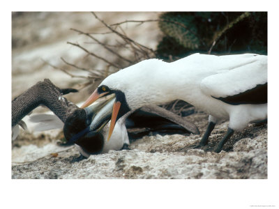 Masked Booby, Regurgitating Large Mullet For Juvenile Chick, Galapagos by Mark Jones Pricing Limited Edition Print image
