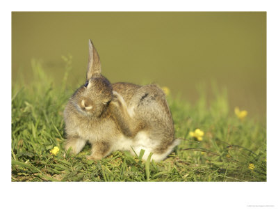Rabbit, Youngster Scratching Ear With Foot, Scotland by Mark Hamblin Pricing Limited Edition Print image