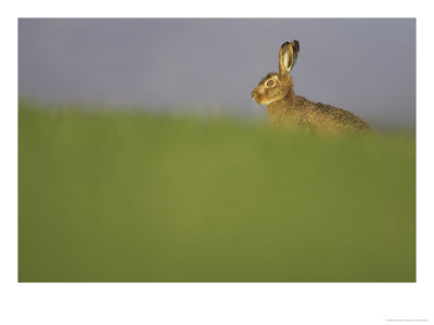 Brown Hare, Adult, Scotland by Mark Hamblin Pricing Limited Edition Print image