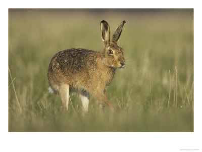 Brown Hare, Adult Walking, Scotland by Mark Hamblin Pricing Limited Edition Print image
