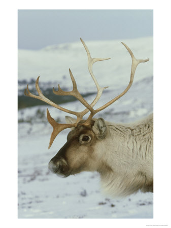 Reindeer, Cu Portrait, Snow, Scotland by Mark Hamblin Pricing Limited Edition Print image