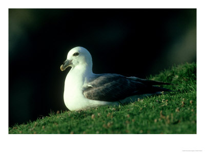 Fulmar by Mark Hamblin Pricing Limited Edition Print image