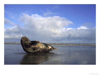 Grey Seal, Bull On Sand Bar Showing Habitat, Uk by Mark Hamblin Pricing Limited Edition Print image