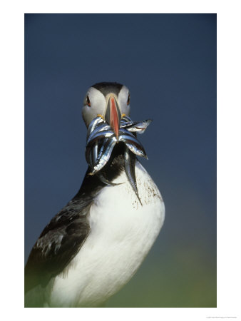 Atlantic Puffin, Close-Up Of Adult With Sand Eels, Hebrides, Scotland by Mark Hamblin Pricing Limited Edition Print image