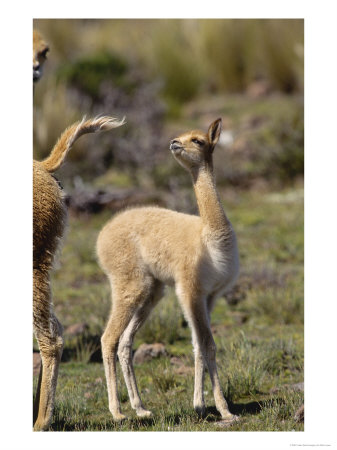 Vicuna, 3 Week Old Baby Playing With Mothers Tail, Peruvian Andes by Mark Jones Pricing Limited Edition Print image