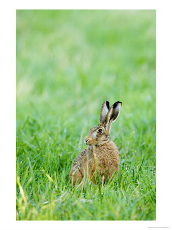 Brown Hare In Long Green Grass, Somerset, Uk by Elliott Neep Pricing Limited Edition Print image