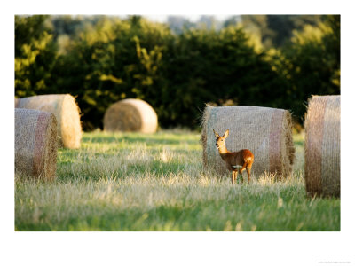 Roe Deer, Young Doe Standing Beside Rolled Hay Bail, Somerset, Uk by Elliott Neep Pricing Limited Edition Print image