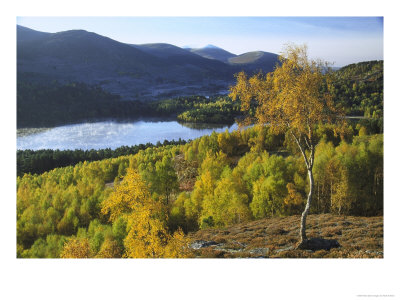 Silver Birch Woodland In Autumn And Loch An Eilein, Strathspey, Scotland by Mark Hamblin Pricing Limited Edition Print image