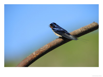 Swallow, Perched On Rusty Metal Pipe, Pembrokeshire, Uk by Elliott Neep Pricing Limited Edition Print image