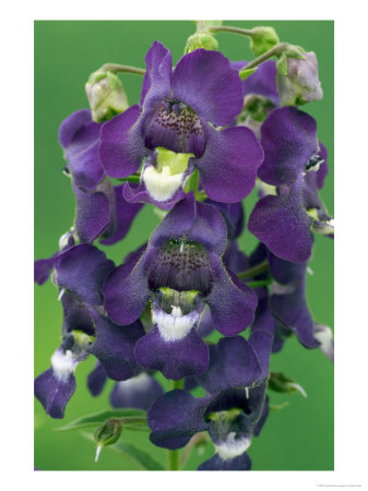Angelonia, Purple Flowers by Kidd Geoff Pricing Limited Edition Print image