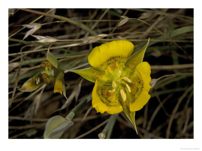 Calochortus Luteus, Mount Tamalpais, Usa by Bob Gibbons Pricing Limited Edition Print image