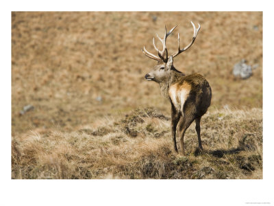 Highland Red Deer, Stag Looking Over Shoulder, The Highlands, Scotland by Elliott Neep Pricing Limited Edition Print image