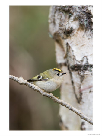 Goldcrest, Perched On Birch Branch With Fly In Bill, Lancashire, Uk by Elliott Neep Pricing Limited Edition Print image