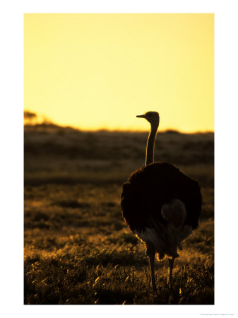 Ostrich At Sunset, Cape Town, South Africa by Roger De La Harpe Pricing Limited Edition Print image