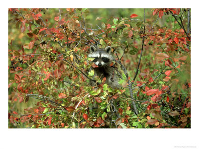 Raccoon, Autumn, Montana by Alan And Sandy Carey Pricing Limited Edition Print image