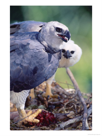 Harpy Eagle, Delivering Fresh Tambopata Kill, Tambopata River, Peruvian Amazon by Mark Jones Pricing Limited Edition Print image