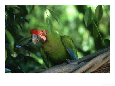 Buffons Or Great Green Macaw, Found In The Nicaragua/Columbia Region by Brian Kenney Pricing Limited Edition Print image