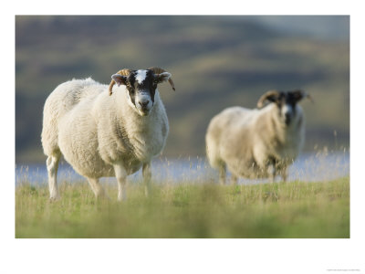 A Pair Of Full Fleeced Highland Sheep Grazing On The Grassy Shore Of Loch Na Keal, Scotland by Elliott Neep Pricing Limited Edition Print image