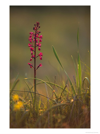 Loose-Flowered Orchid, Crete, April by Mark Hamblin Pricing Limited Edition Print image