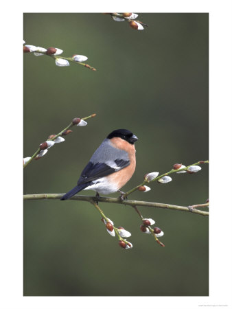 Bullfinch, Male Perched On Pussy Willow, Uk by Mark Hamblin Pricing Limited Edition Print image
