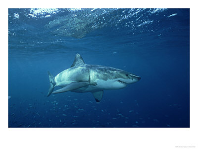 Great White Shark, Australia by Tobias Bernhard Pricing Limited Edition Print image