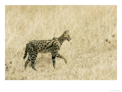 Serval, Walking In Grassy Field, Africa by Roy Toft Pricing Limited Edition Print image