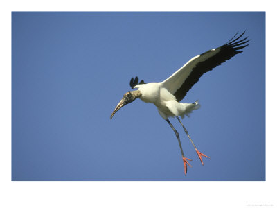 Wood Stork, Endangered Species, Florida by Brian Kenney Pricing Limited Edition Print image