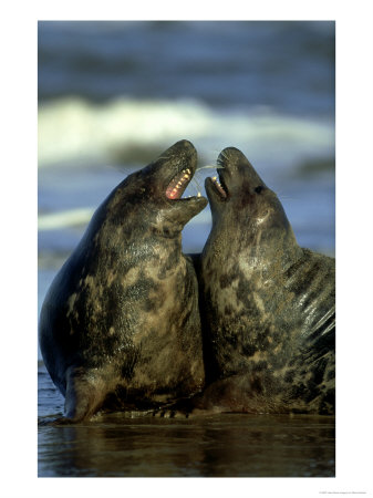 Grey Seal, Halichoerus Grypus Young Males Fight In Water by Mark Hamblin Pricing Limited Edition Print image