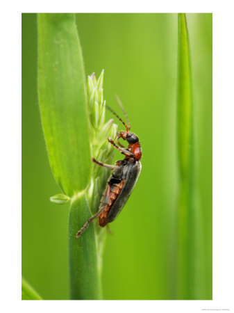 Soldier Beetle, Feeding On Grass Stem, London, Uk by Elliott Neep Pricing Limited Edition Print image