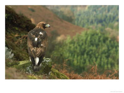 Golden Eagle, Aquila Chrysaetos, Uk by Mark Hamblin Pricing Limited Edition Print image