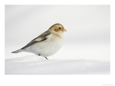 Snow Bunting, Adult Female, Scotland by Mark Hamblin Pricing Limited Edition Print image