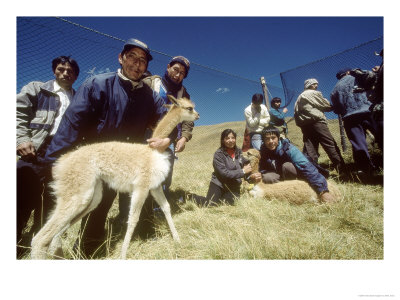 Vicuna Chaccu, Annual Roundup Of Wild Herds For Shearing, Junin, Peruvian Andes by Mark Jones Pricing Limited Edition Print image