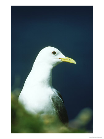 Kittiwake, Rissa Tridactyla Close-Up Portrait Of Adult In Ner Hebrides, Scotland by Mark Hamblin Pricing Limited Edition Print image
