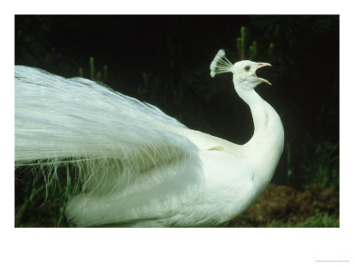 Peacock, Pavo Cristatus, White Form Calling by Mark Hamblin Pricing Limited Edition Print image