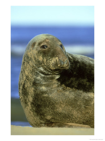 Grey Seal, Halichoerus Grypus Close-Up Portrait Of Bull No Rth Lincolnshire, Uk by Mark Hamblin Pricing Limited Edition Print image