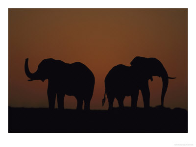 African Elephants, Two Males At Sunset, Southern Africa by Mark Hamblin Pricing Limited Edition Print image