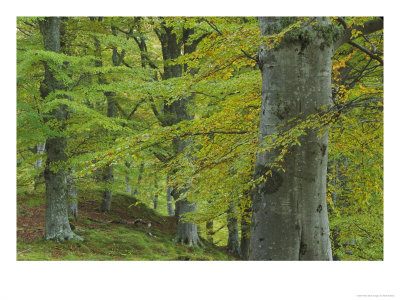 Beech Woodland In Autumn, Scotland by Mark Hamblin Pricing Limited Edition Print image