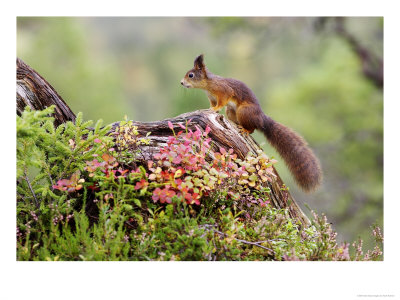Red Squirrel, Adult On Fallen Log, Norway by Mark Hamblin Pricing Limited Edition Print image