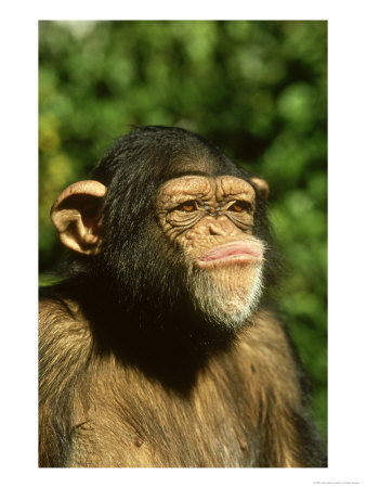 Chimpanzee, Pan Troglodytes by Brian Kenney Pricing Limited Edition Print image