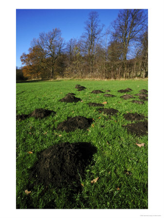 Molehills by Mark Hamblin Pricing Limited Edition Print image