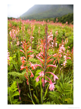 Watsonia, Flowers, Near Storms River, South Africa by Roger De La Harpe Pricing Limited Edition Print image