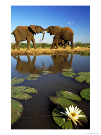 Elephants, Greating Each Other, Victoria Falls, Zimbabwe by Roger De La Harpe Pricing Limited Edition Print image