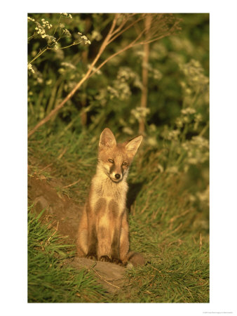 Red Fox, Vulpes Vulpes Cub Sat Outside Earth Uk by Mark Hamblin Pricing Limited Edition Print image