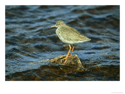 Redshank, Adult Standing On Rock, Scotland by Mark Hamblin Pricing Limited Edition Print image