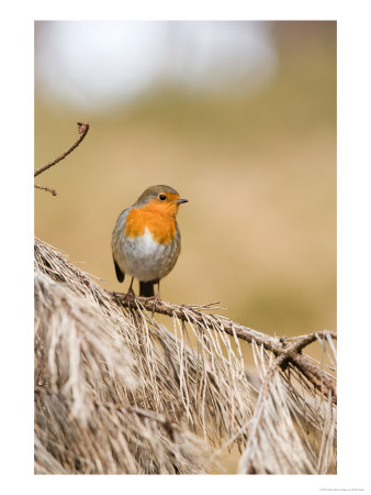 Robin, Perched On Dead Pine Branch, Lancashire, Uk by Elliott Neep Pricing Limited Edition Print image